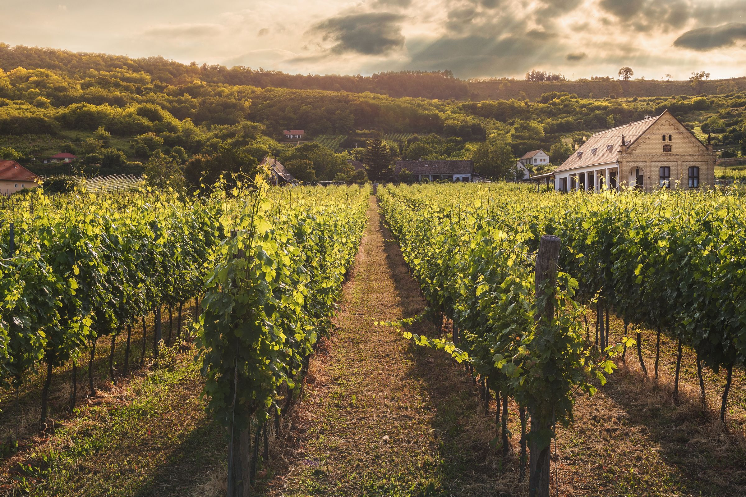 Vineyard rows with trellis posts and support wire