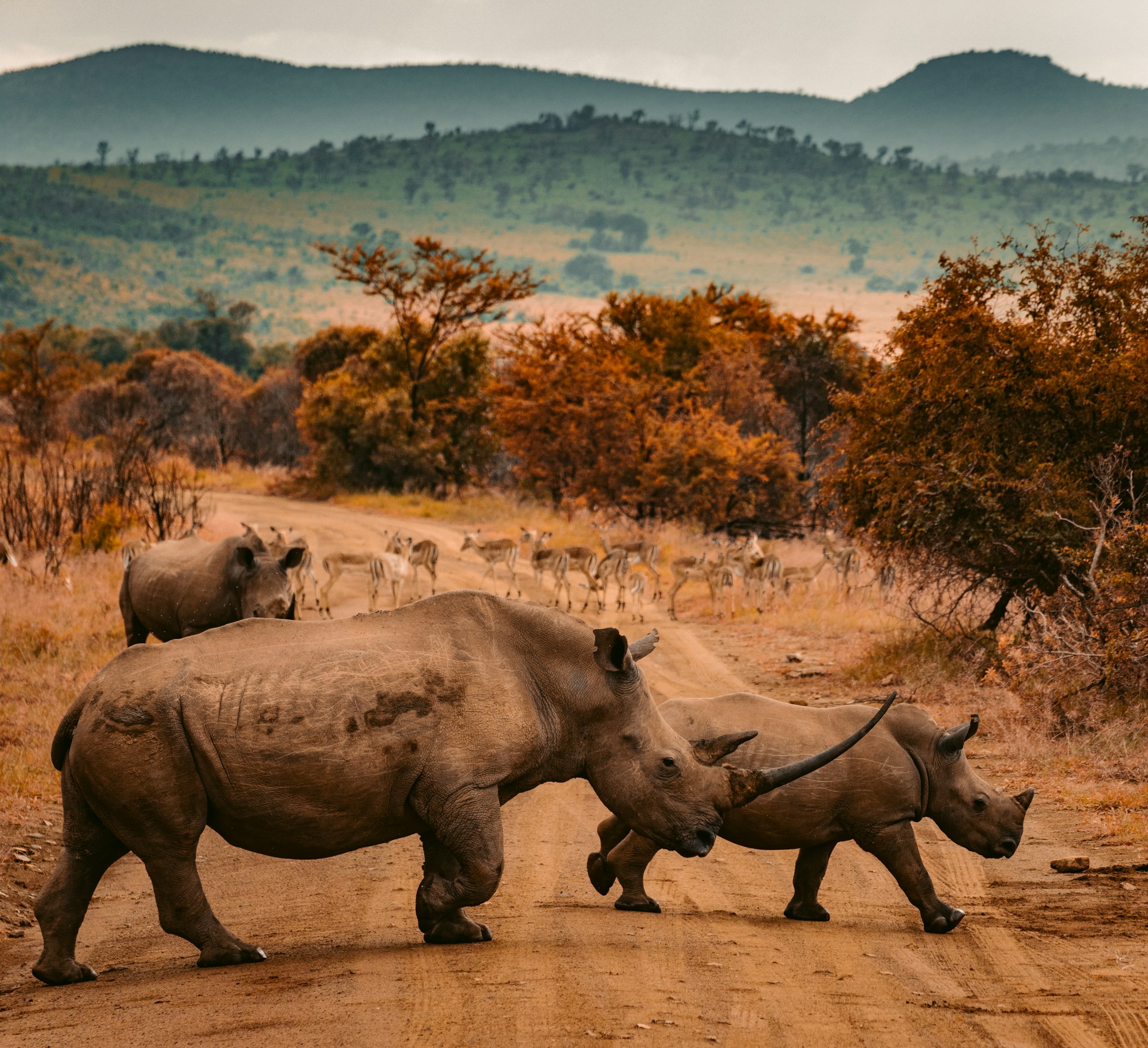 Rhinos and antelope on a bushveld game farm