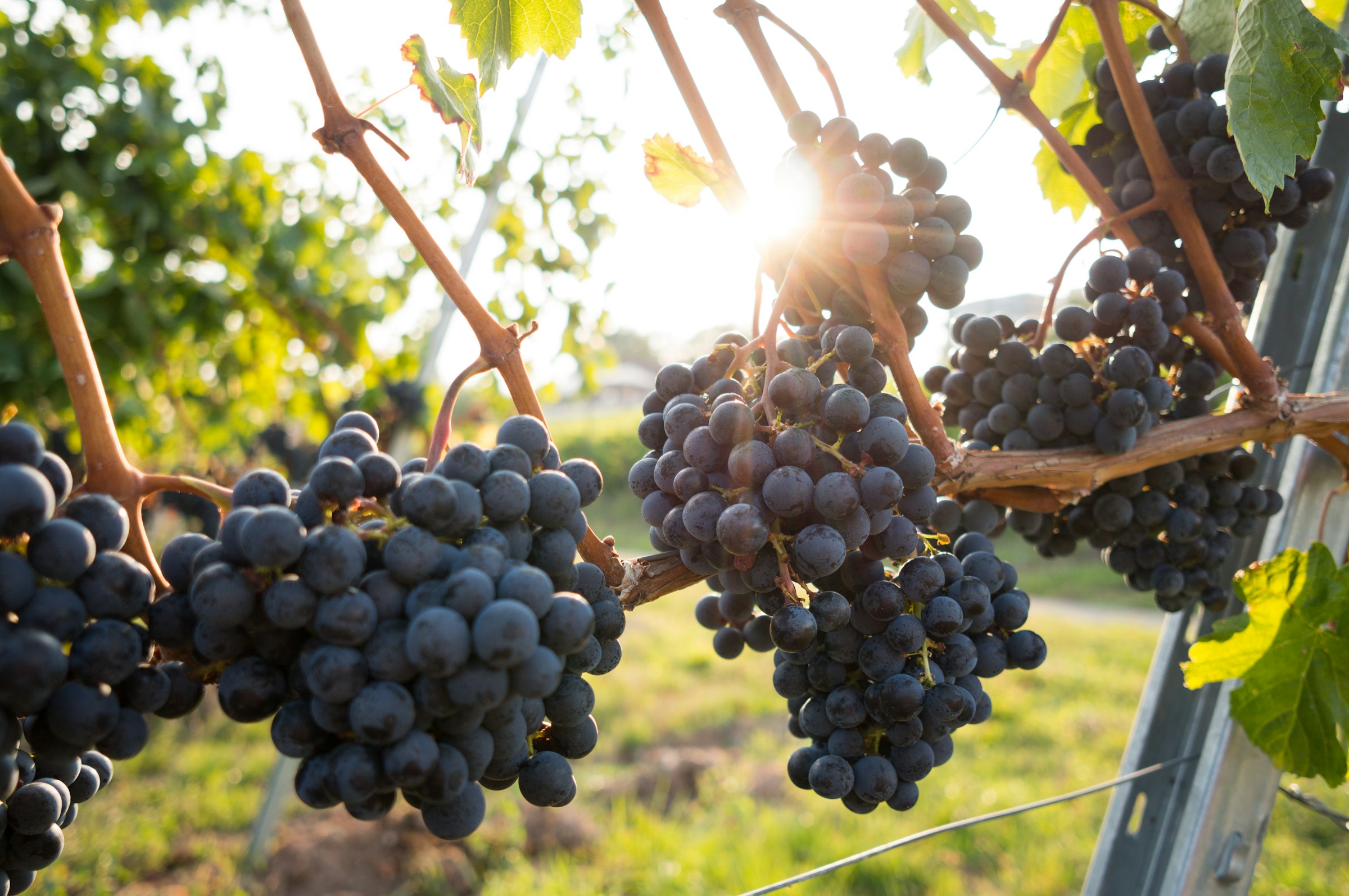 Ripe wine grapes hanging on vineyard trellis wire